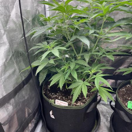 San Fernando lemon kush