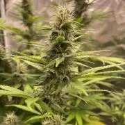 Northern lights