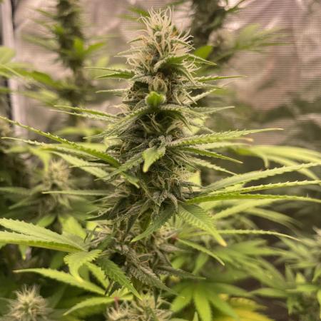 Northern lights