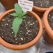 San Fernando lemon kush
