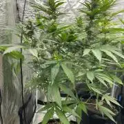 San Fernando lemon kush