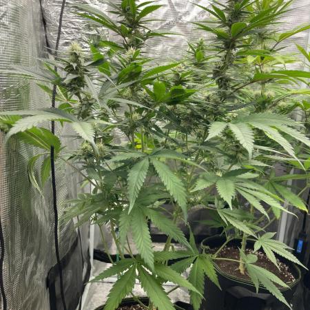 San Fernando lemon kush