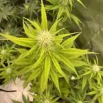 Lemon oasis auto original seeds