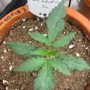 Pink Gelato