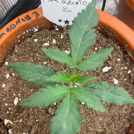 Pink Gelato
