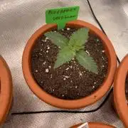 Blueberry