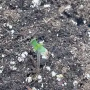 Sticky Brocoli Zamnesia+Plagron