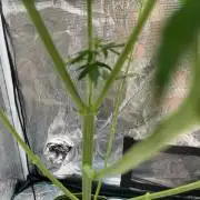 Northern lights
