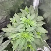 Blueberry