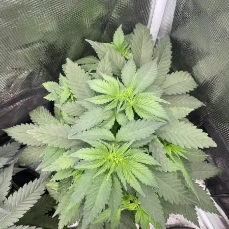 Blueberry