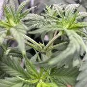 Northern lights