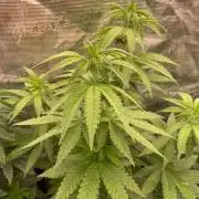 Papaya Stank