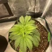 Sticky Brocoli Zamnesia+Plagron