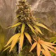 Northern lights