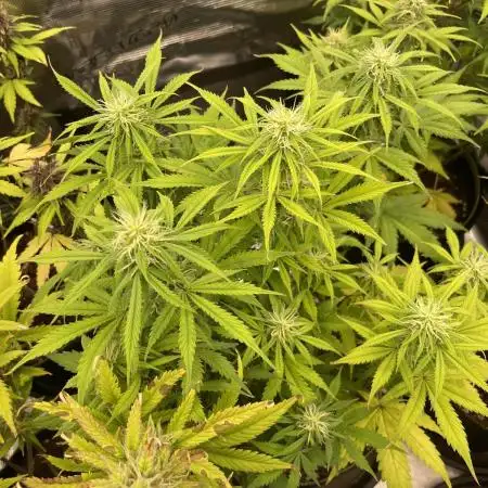 Sweet Amnesia Auto Sweet