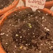 Sugar black rose 🥀