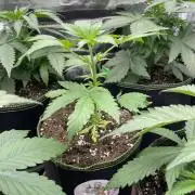 Northern lights