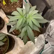 Pink Gelato