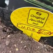 C.C.G / O.S.S Grow Event Citrus Slurp