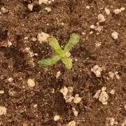 Sugar black rose 🥀