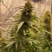 San Fernando lemon kush