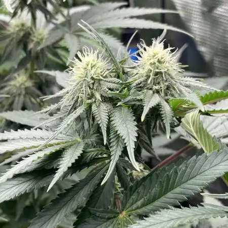 Sugar black rose 🥀