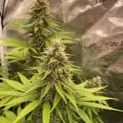 Northern lights