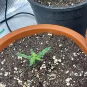 Northern lights
