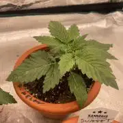 Gorilla 🦍 melon 🍈