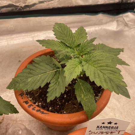 Gorilla 🦍 melon 🍈