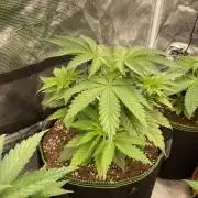 Gorilla 🦍 melon 🍈