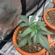 Pink Gelato
