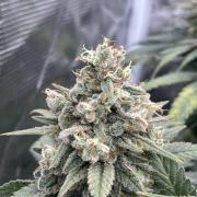 Bubble 🫧 OG gum