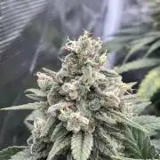 Bubble 🫧 OG gum