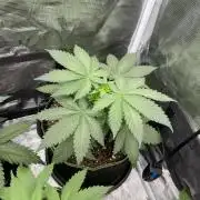 Blueberry