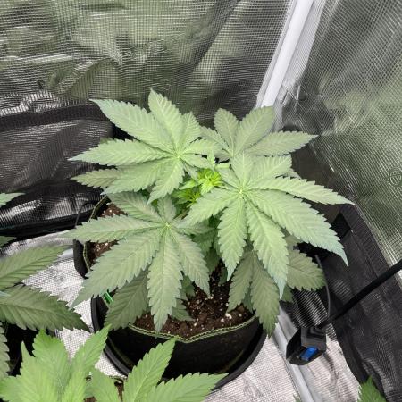 Blueberry