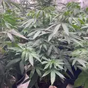 Pink Gelato