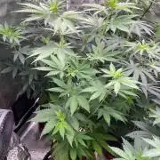 Banana 🍌 Fumes