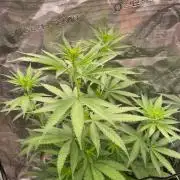 Papaya Stank