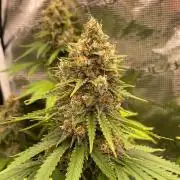 Northern lights