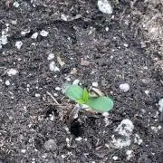 Gorilla 🦍 melon 🍈