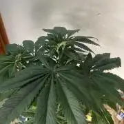 Golosa