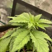 Gorilla 🦍 melon 🍈