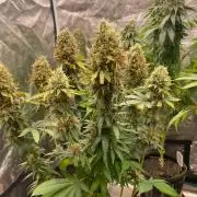 Blueberry