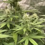 Northern lights