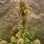 Mexican rush