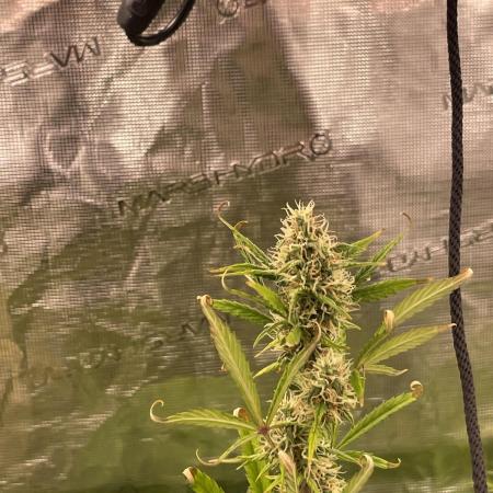 Cheese auto Barneys