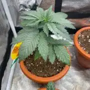 Papaya Stank