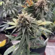 Sugar black rose 🥀