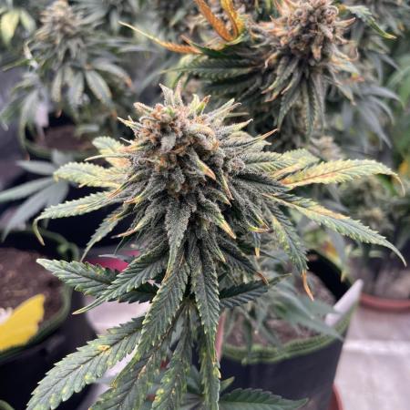 Sugar black rose 🥀